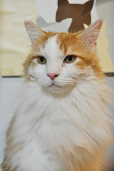 猫カフェ 猫カフェ